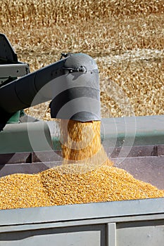 Grain Corn Flowing Into Hopper