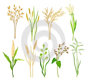 Grain Crop and Cereal as Cultivated Grass with Caryopsis Vector Set