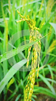 Grain crop green Grain green Fcrops asal photo