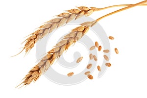 Grain and ears of wheat isolated on white background. Top view