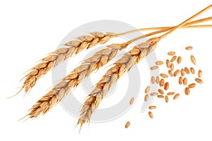 Grain and ears of wheat isolated on white background. Top view