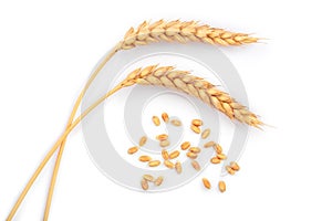 Grain and ears of wheat isolated on white background. Top view