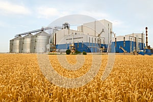 Grain elevator in front of wheat field. Flour or oil mill plant. Silos near farmland. Agriculture theme, a harvesting