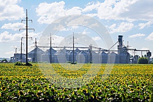 Grain elevator for processing and storage of grain is located in the sunflower field
