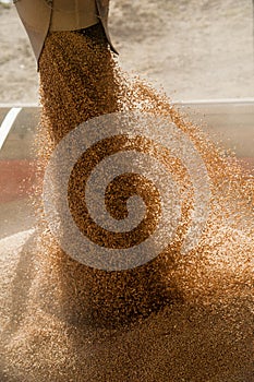 Grain elevator. Storage and loading of grain