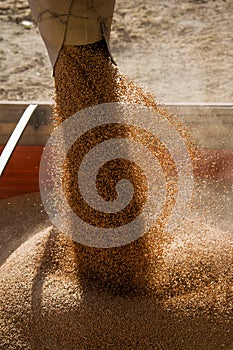 Grain elevator. Storage and loading of grain