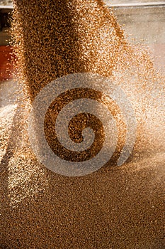 Grain elevator. Storage and loading of grain