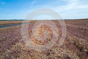 Grain elevators in the distance across hay fields, southeastern Washington, USA