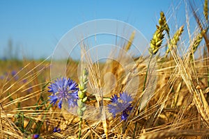 Grain field