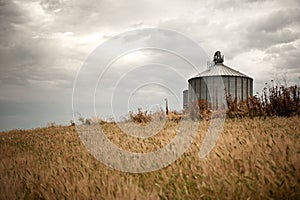 Grain field