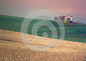 Grain field