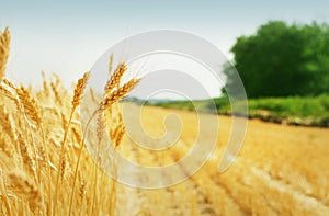 Grain field