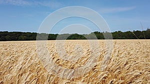 Grain field