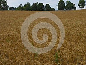 Grain field