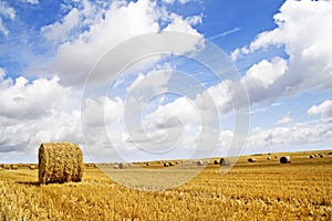 Grain field - autumn landscape