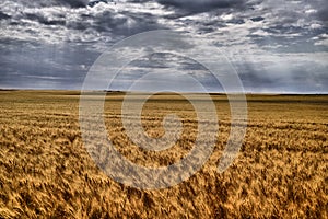 Grain Field Canadian Prairies