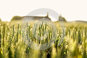 Grain field in great golde light and amazing details, warm image with sunset in the background