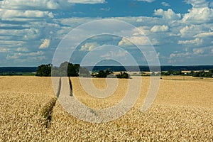 Grain field, green trees and white clouds on blue sky