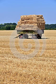 Grain field just threshed