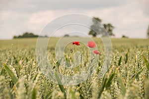 Grain field with lone red poppy flower