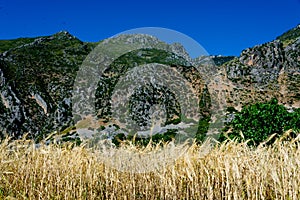 Grain field, morocco