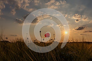 Grain field poppy sundown 4