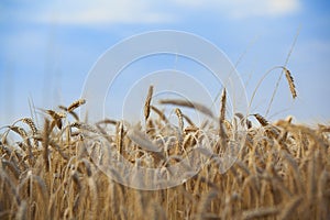 Grain field, probably barley, on a sunny day in July with blue sky