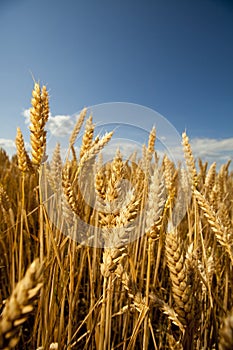 Grain field