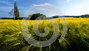 Grain on the field.Ripening barley.Landscape with fields of grain.Poppies in the wheat field.Sunset on field of grain