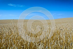 A grain field on a sunny day in Slovakia