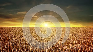 Grain field at sunset