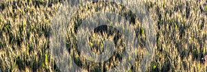 Grain in field at sunset