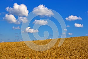 Grain field under a blue sky with clouds