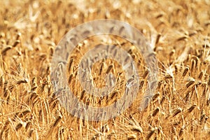 Grain photo