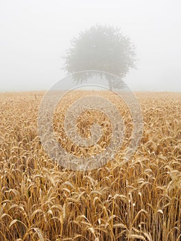 Grain field in the Waldviertel on a foggy summer morning