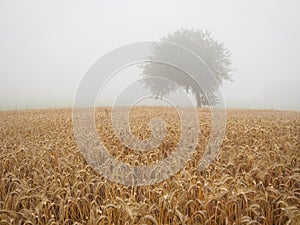 Grain field in the Waldviertel on a foggy summer morning