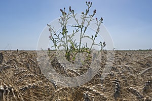 Grain field weeds. Green bindweed in a yellow bread wheat field