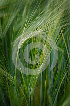 Grain Field Wheat Growth Growing Green Farming Agricultural