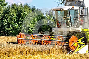 Grain field with wheat at harvest