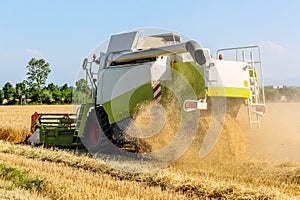 Grain field with wheat at harvest