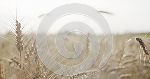 Grain field with wheat or rye ready for harvest