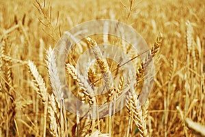 Grain field
