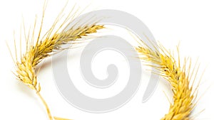 Grain field. Whole, barley, harvest wheat sprouts. Wheat grain ear or rye spike plant isolated on white background, for cereal