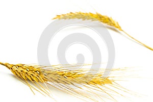 Grain field. Whole, barley, harvest wheat sprouts. Wheat grain ear or rye spike plant isolated on white background, for cereal