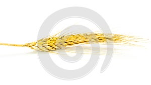 Grain field. Whole, barley, harvest wheat sprouts. Wheat grain ear or rye spike plant isolated on white background, for