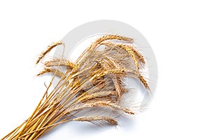 Grain field. Whole, barley, harvest wheat sprouts. Wheat grain ear or rye spike plant isolated on white background, for cereal