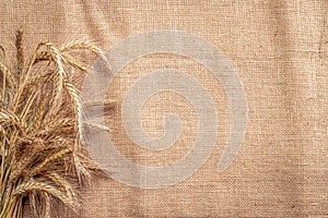 Grain field. Whole, barley, harvest wheat sprouts. Wheat grain ear or rye spike plant on linen texture or brown natural