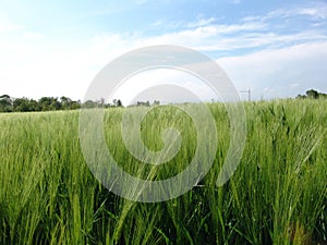 Grain field01