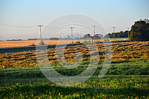 Grain Fields Alberta Canada