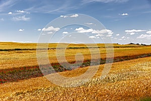 Grain fields in the Bardenas Reales desert, Navarre